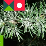 Gałązka sosny z widocznym ośrojnikiem sosnowym, pokryta białym nalotem.