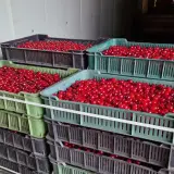 Stosy skrzynek pełnych soczystych wiśni. Czekają na sprzedaż, a ich cena zależy od jakości i sezonu.