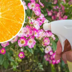 Pomarańcza i opryskiwacz w pobliżu kwitnących róż. Naturalny sposób na ochronę roślin przed szkodnikami, jak limocide.