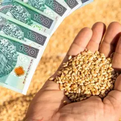 Dłonie trzymające ziarno pszenicy i polskie banknoty 100 zł. Symbol wsparcia dla rolników i dopłat do zboża.