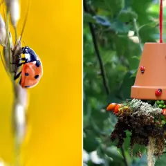 Biedronka na źdźble trawy, a obok wisząca ozdoba z suszonych kwiatów i owoców, która może być pokarmem dla owadów. Co jedzą biedronki?