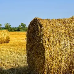 Słoma na polu po żniwach, gotowa do odrolnienia działki. Okrągłe bele tworzą krajobraz.