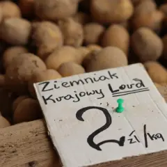 Ziemniak krajowy Lord. Cena ziemniaków 2 zł/kg.