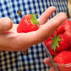 Ręka trzymająca dojrzałą truskawkę nad plastikowym pojemnikiem pełnym soczystych owoców. Idealna cena za te letnie przysmaki.
