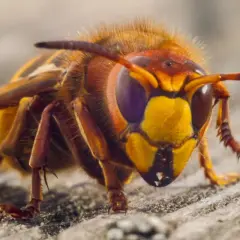 Szerszeń, groźny naturalny wróg pszczół, z bliska. Jego pomarańczowo-żółta głowa i owłosione ciało budzą respekt.