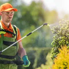 Ogrodnik w pomarańczowej czapce i zielonym ogrodniczkach opryskuje krzewy, chroniąc je przed szkodnikami. Używa opryskiwacza z płynem, być może zawierającym siarkol.