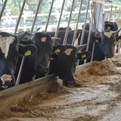 Krowy w oborze, gotowe do sprzedaży. Ceny bydła rzeźnego zależą od wielu czynników, w tym od jakości mięsa i popytu na rynku.