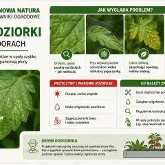 Objawy chorób pomidorów: żółte plamy, pajęczynki, opadające liście. Przędziorki osłabiają rośliny.