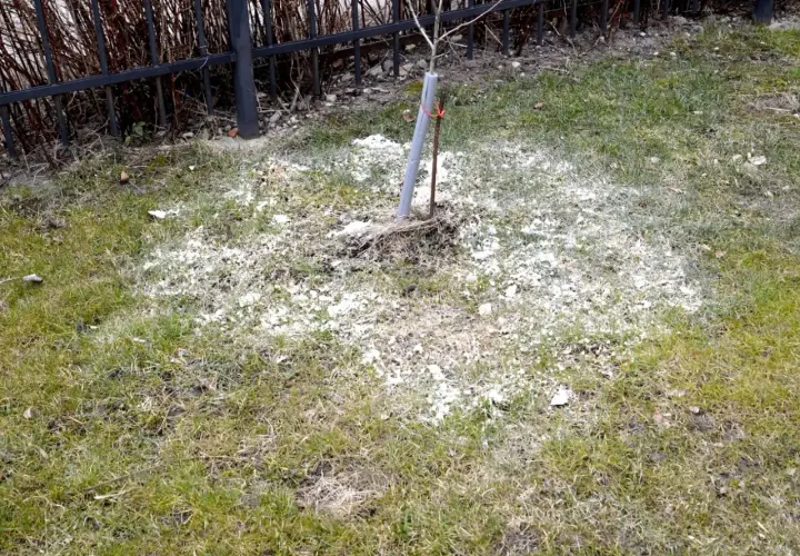 Wapno rozsypane wokół młodego drzewka na trawniku. To dobry moment, kiedy sypać wapno na trawnik, by poprawić jego jakość.
