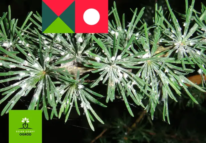 Gałązka sosny z widocznym ośrojnikiem sosnowym, pokryta białym nalotem.