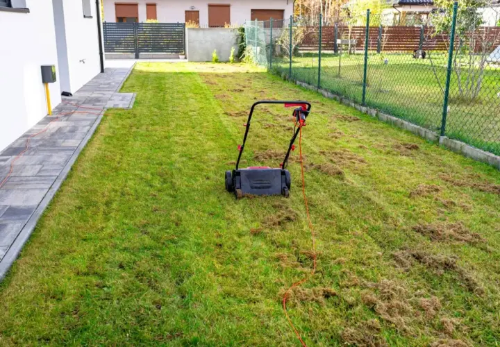 Wertykulacja trawnika kiedy? Elektryczny wertykulator pozostawił na trawie ściółkę, przygotowując ją do wiosennej pielęgnacji.