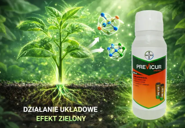 Zdrowa roślina z widocznymi korzeniami, butelka Previcur Energy i cząsteczki. Previcur dawkowanie dla zdrowych roślin.