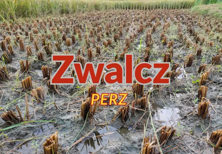 Pole po żniwach z resztkami roślin i napisem "Zwalcz perz".