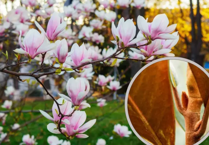 Kwiaty magnolii w pełnym rozkwicie. W powiększeniu widoczny pąk, który może być oznaką chorób magnolii, jeśli nie rozwija się prawidłowo.