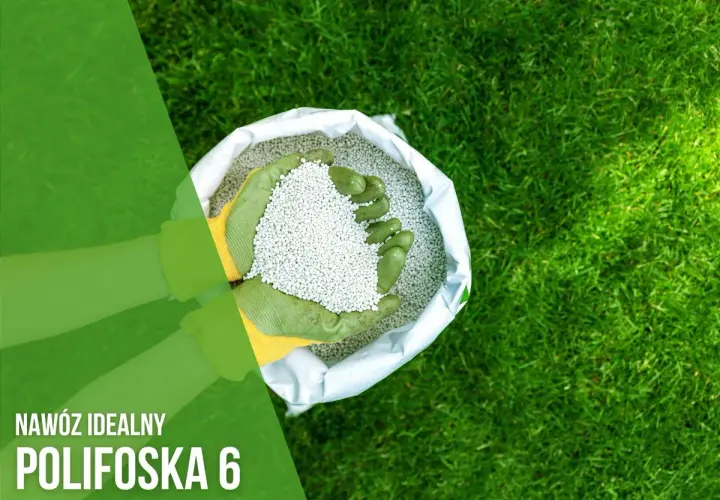 Ręce w zielonych rękawiczkach trzymają nawóz Polifoska 6, idealny do pielęgnacji trawnika.