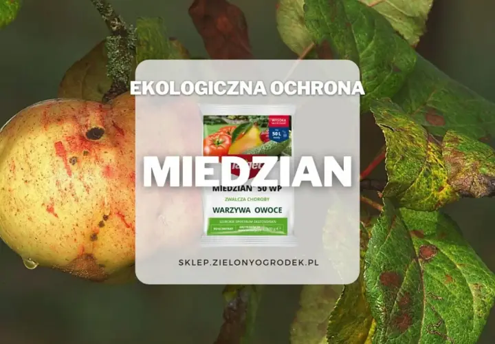 Ekologiczna ochrona przed chorobami warzyw i owoców. Czy miedzian jest szkodliwy? Preparat Miedzian 50 WP zwalcza choroby roślin.