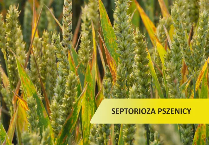 Zboże z widocznymi plamami na liściach, wskazującymi na septoriozę pszenicy.