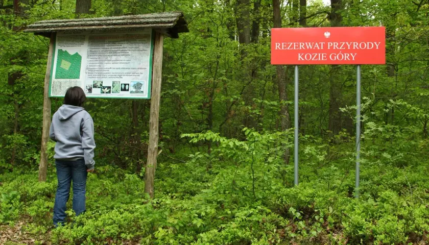 Rezerwat przyrody Kozie Góry: unikalna fauna, flora i atrakcje