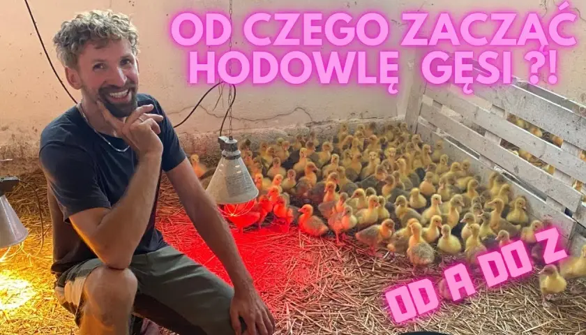 Jak rozpocząć hodowlę gęsi i uniknąć kosztownych błędów