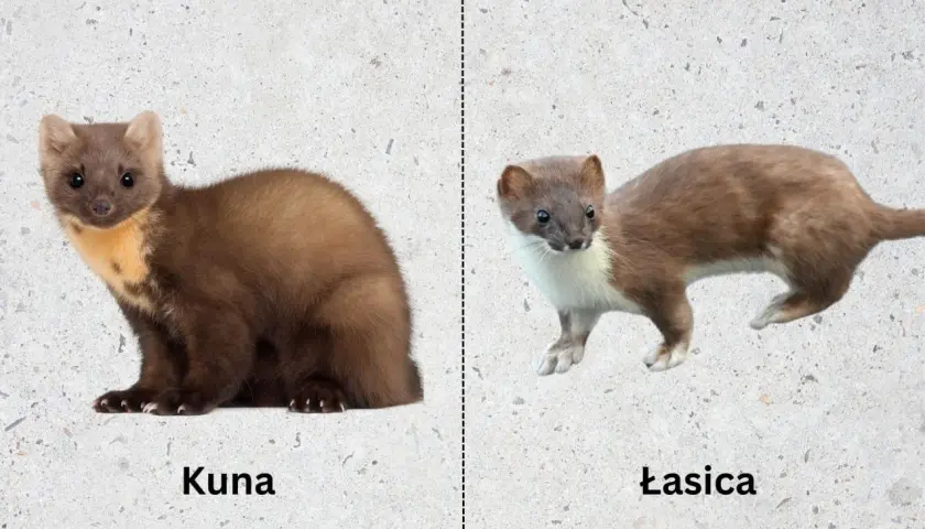 Kuna po lewej, łasica po prawej. Dwa podobne, ale różne drapieżniki.