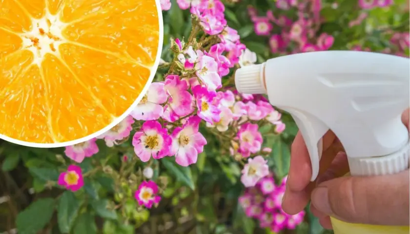 Pomarańcza i opryskiwacz w pobliżu kwitnących róż. Naturalny sposób na ochronę roślin przed szkodnikami, jak limocide.