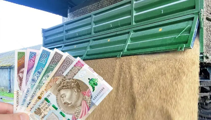 Zboże wysypujące się z przyczepy, w tle polskie banknoty. Widać, że cena owsa jest wysoka.