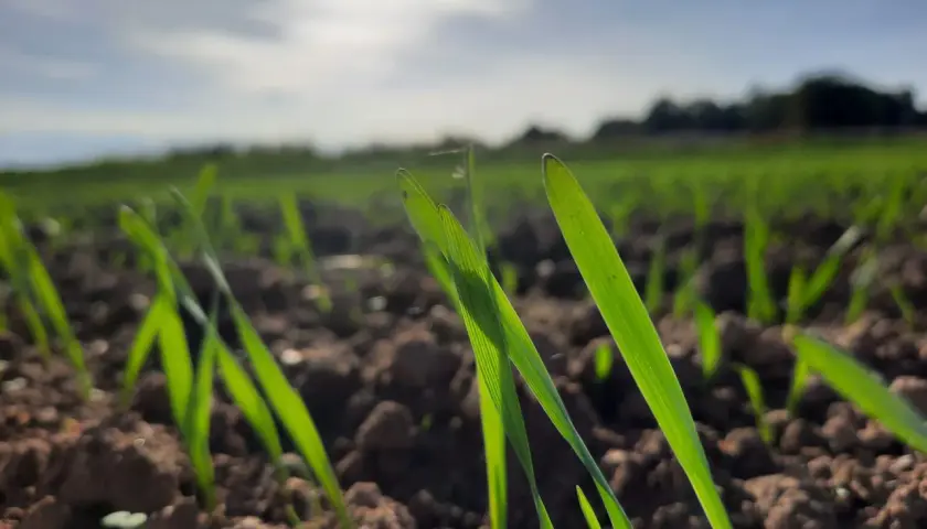 Młode źdźbła zbóż, niczym elipris, przebijają się przez ziemię. Słońce oświetla pole, zapowiadając obfite plony.