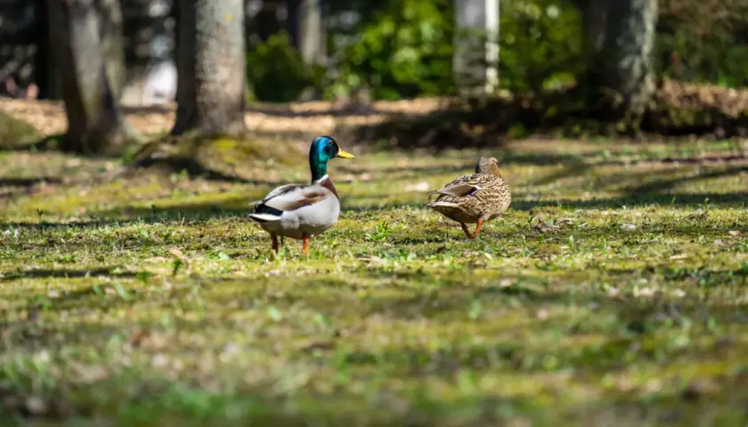 Kiedy jest sezon na kaczki? Sprawdź ważne daty i zasady polowania