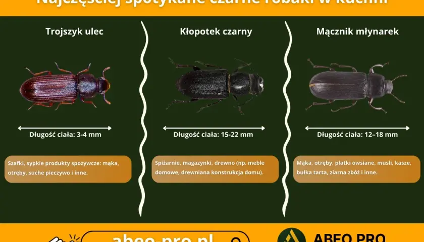 Trzy rodzaje małych czarnych robaków podobnych do pluskiew: trojszyk ulec, kłopotek czarny i mącznik młynarek, z opisami ich wielkości i miejsc występowania.