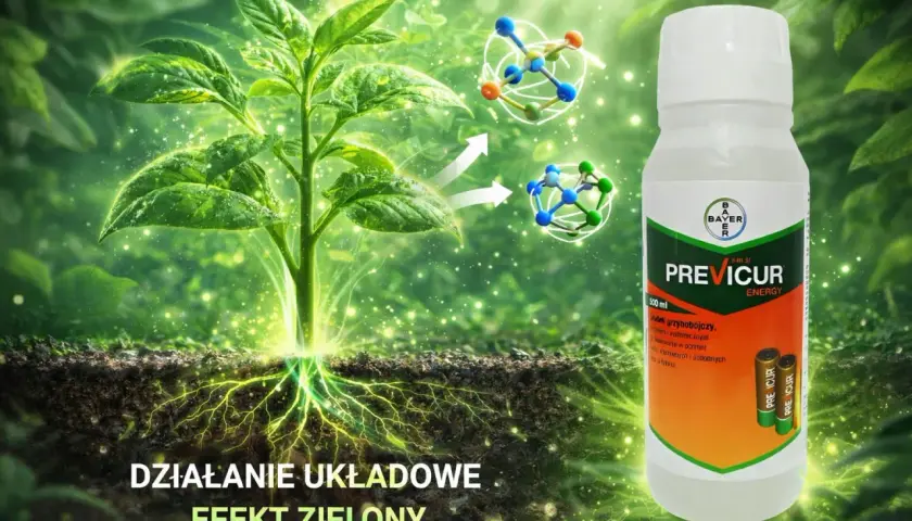 Zdrowa roślina z widocznymi korzeniami, butelka Previcur Energy i cząsteczki. Previcur dawkowanie dla zdrowych roślin.