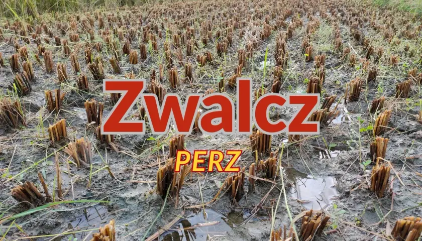 Pole po żniwach z resztkami roślin i napisem "Zwalcz perz".