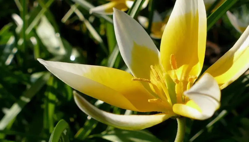 Delikatne, żółto-białe tulipany botaniczne rozkwitają wśród zieleni.