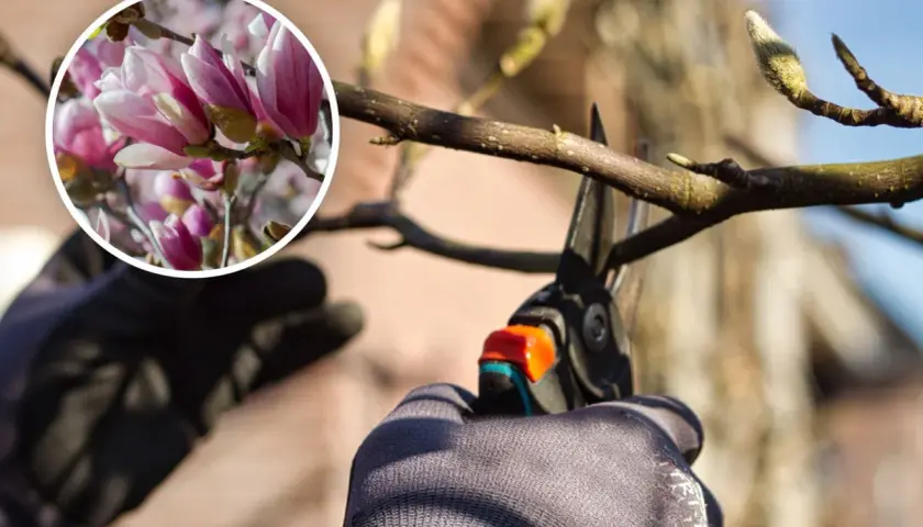 Ręce w rękawiczkach przycinają gałąź magnolii. W okręgu widać piękne, różowe kwiaty. Dowiedz się, kiedy przycinać magnolie.