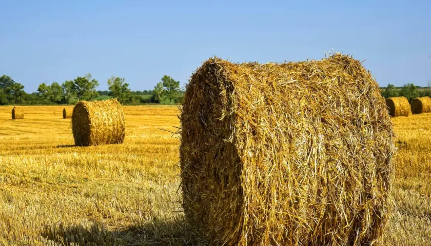 Słoma na polu po żniwach, gotowa do odrolnienia działki. Okrągłe bele tworzą krajobraz.