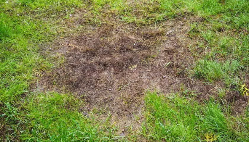 Na trawniku widoczne są suche, brązowe plamy i dziury, kontrastujące z soczystą zielenią trawy.