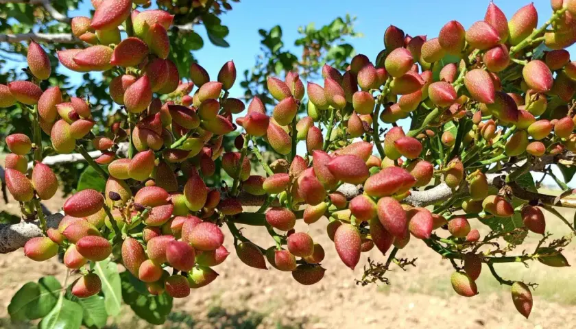 Gałąź pistacjowca oblepiona czerwono-zielonymi owocami, pokazująca, jak rosną pistacje.