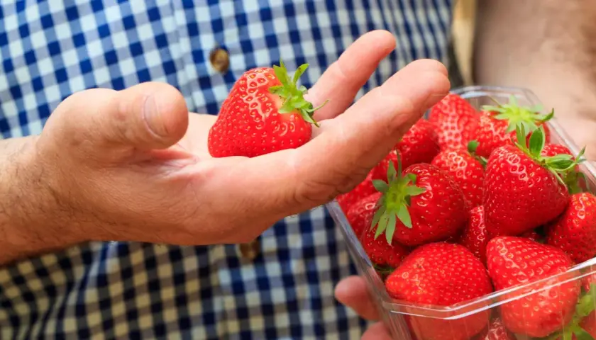 Ręka trzymająca dojrzałą truskawkę nad plastikowym pojemnikiem pełnym soczystych owoców. Idealna cena za te letnie przysmaki.
