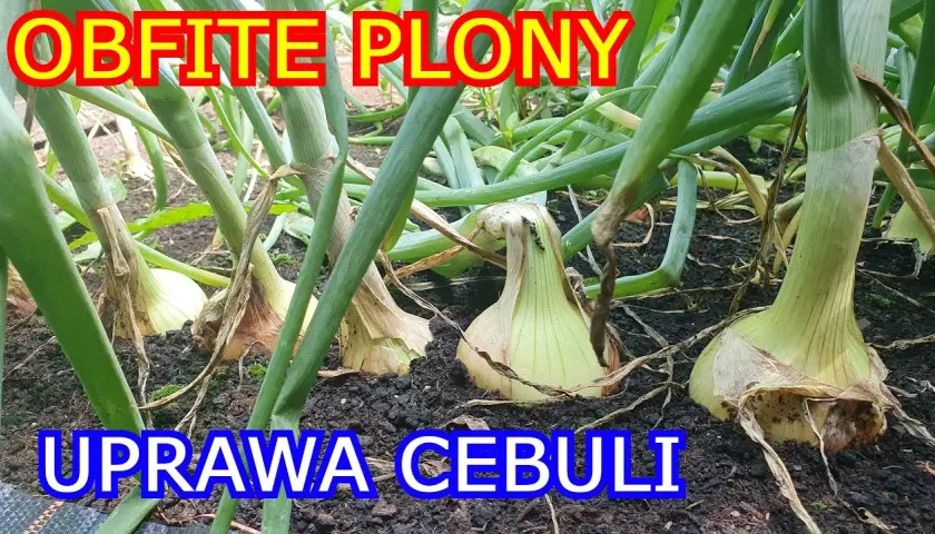 Jak uprawiać cebulę z nasion: proste kroki do zdrowych plonów