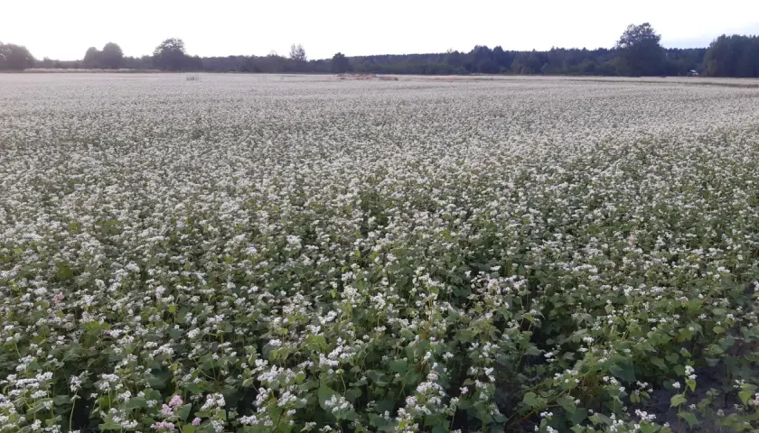 Ogromne pole kwitnącej gryki, która wkrótce będzie gotowa do zbioru. Jej cena zależy od wielu czynników.
