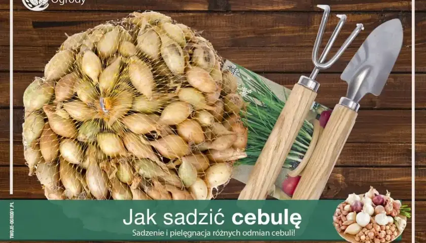 Siatka pełna cebulek dymek, gotowych do sadzenia. Obok mała łopatka i grabki.