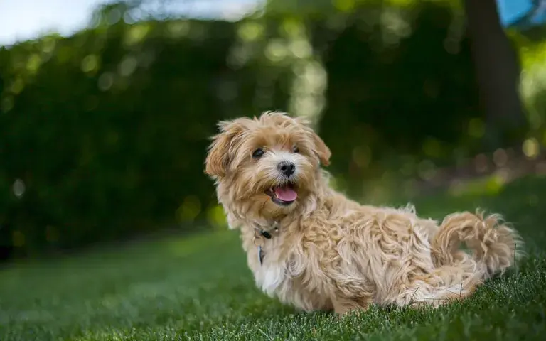 Ile kosztuje maltipoo z hodowli? Sprawdź ceny i uniknij pułapek