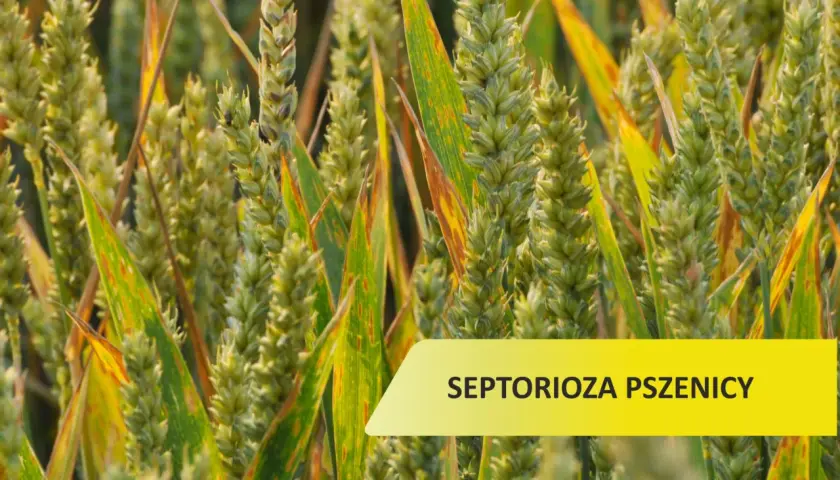 Zboże z widocznymi plamami na liściach, wskazującymi na septoriozę pszenicy.