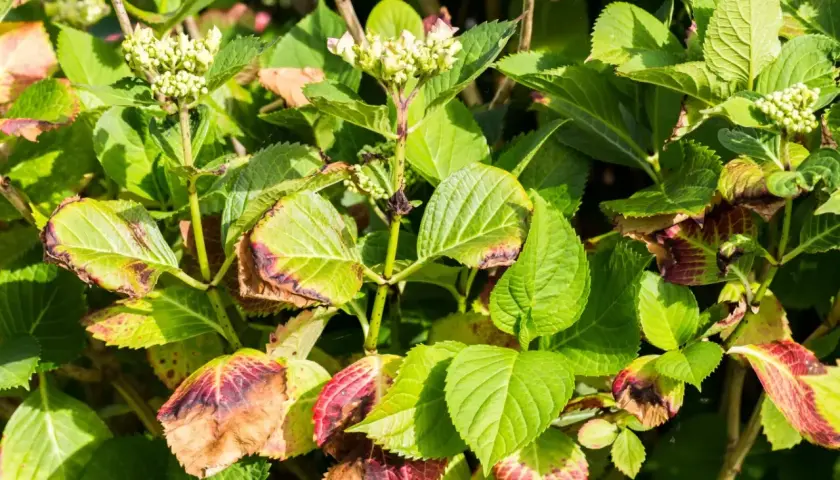 Liście hortensji z plamami brązowo-czerwonymi, oznaki chorób hortensji.