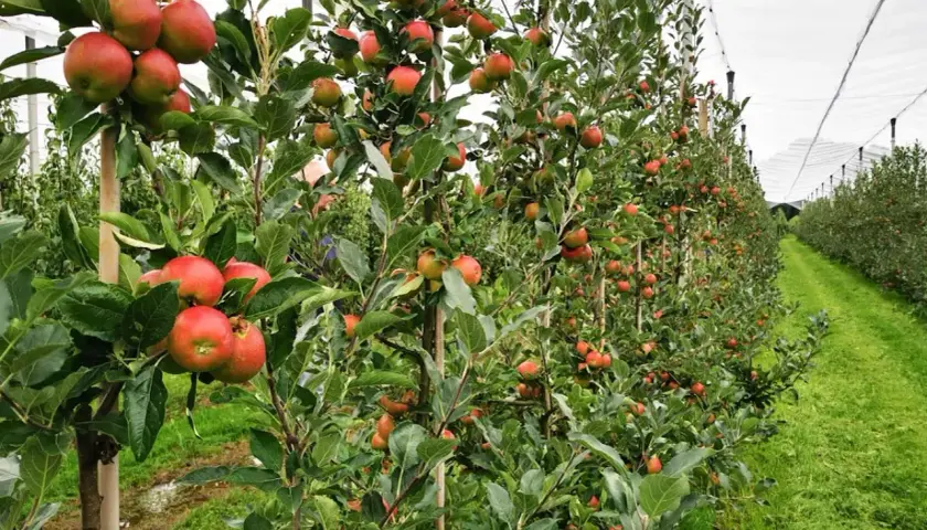 Jabłonie uginają się pod ciężarem czerwonych jabłek, gotowych do zbioru. W oddali widać kolejne rzędy drzew pod siatkami ochronnymi, tworząc malowniczy krajobraz sadu exirel.