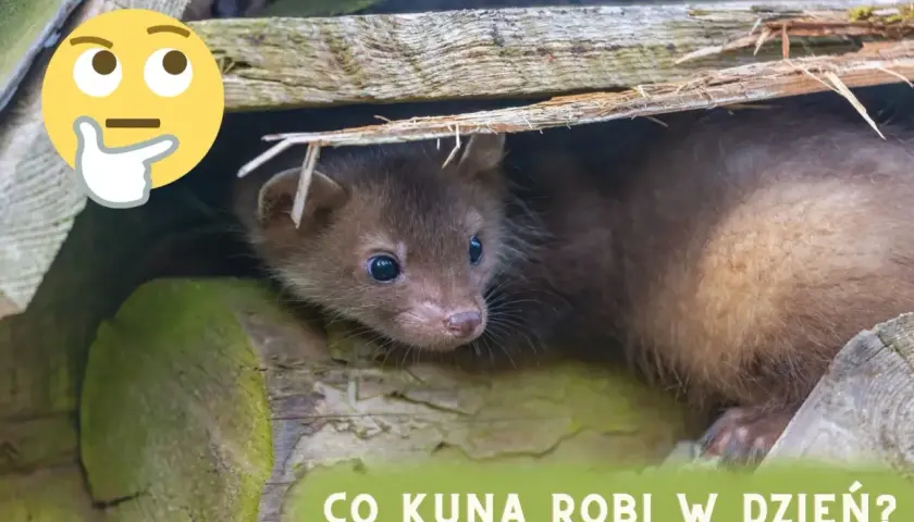 Zastanawiasz się, co kuna robi w dzień? Ten mały drapieżnik ukrywa się w swojej norce, odpoczywając przed nocnymi łowami.