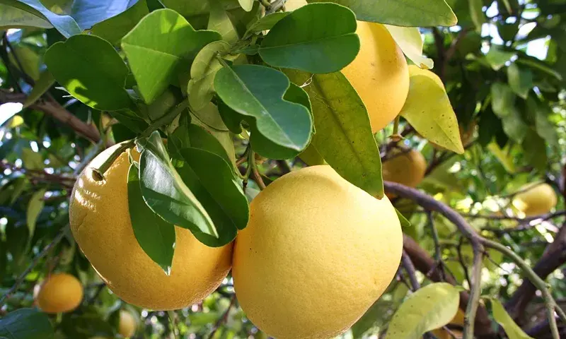 Kiedy jest sezon na grejpfruty i jak wybrać najlepsze owoce?