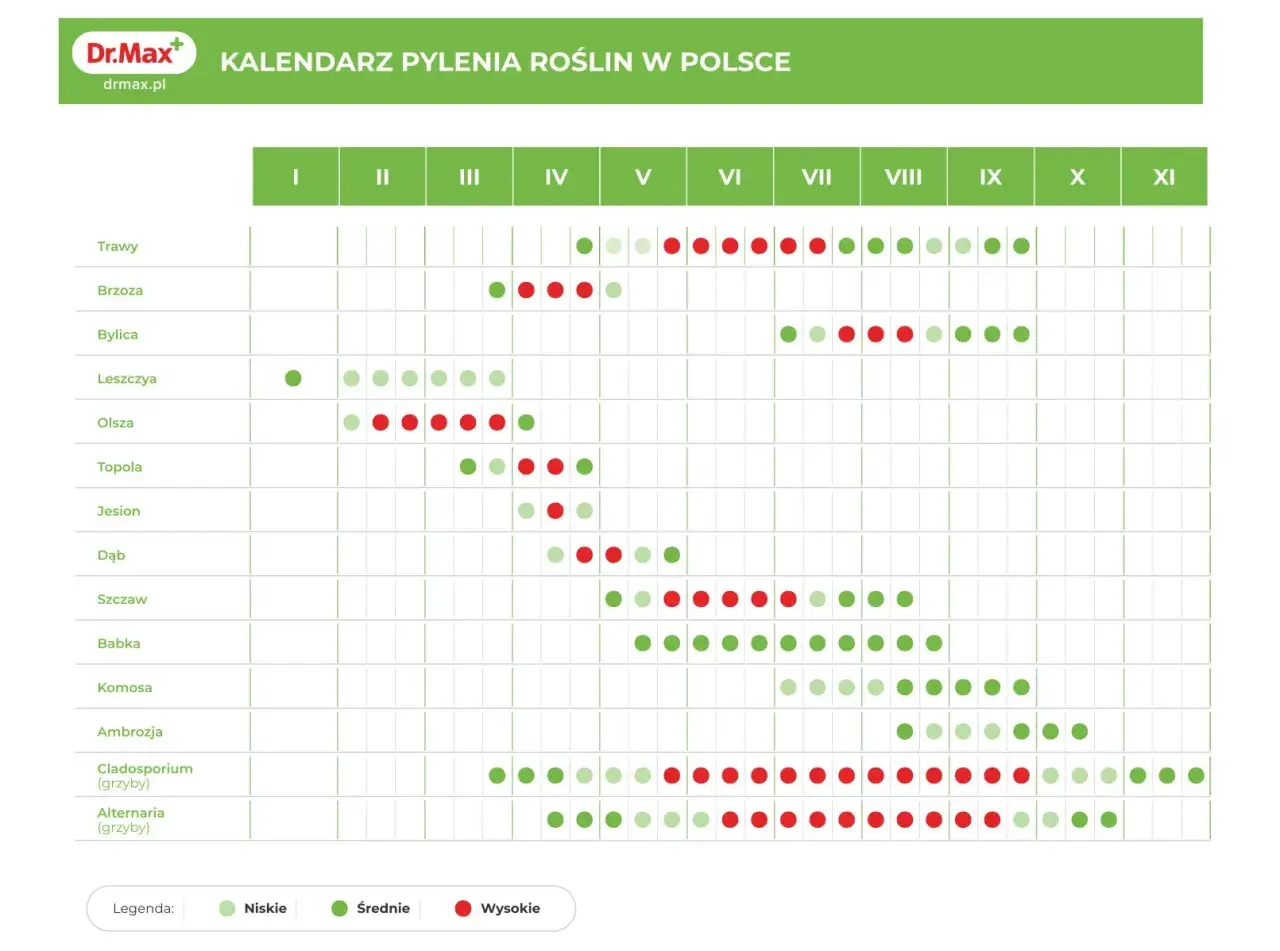 Kalendarz pylenia roślin w Polsce. Sprawdź, co pyli teraz – od traw po grzyby, z podziałem na miesiące i intensywność.