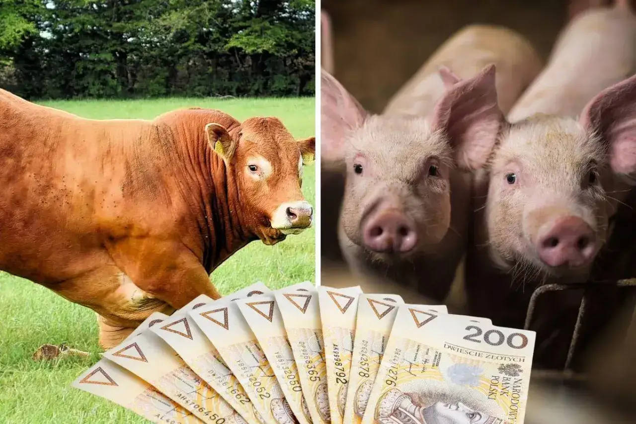 Bydło i prosięta na tle pieniędzy. Rolnicy mogą liczyć na pomoc de minimis.