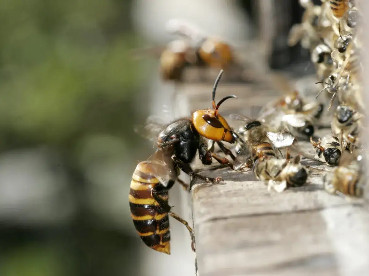 Szerszeń azjatycki, naturalny wróg szerszenia, atakuje rój pszczół.